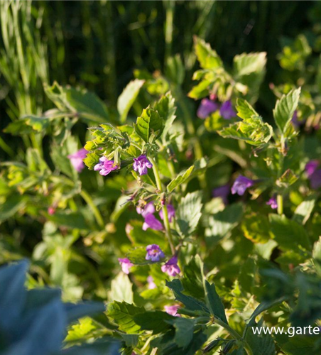 Calamintha grandiflora