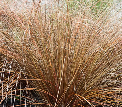 Carex buchananii