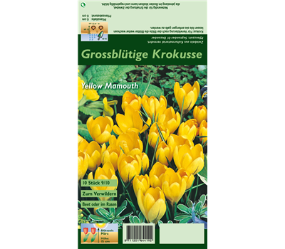 Frühlings-Krokus 'Yellow Mammoth'