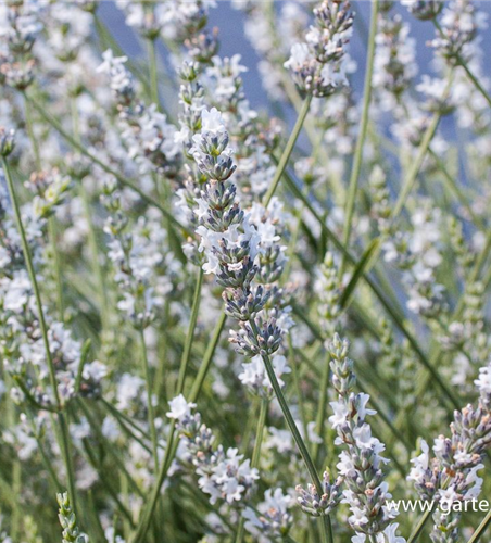 Bastard-Garten-Lavendel 'Edelweiß'