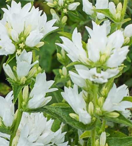 Campanula glomerata 'Alba'