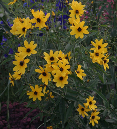 Coreopsis tripteris