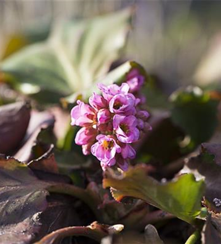 Bergenia cordifolia 'Herbstblüte'