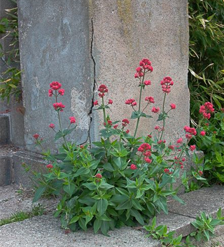 Centranthus ruber 'Coccineus'