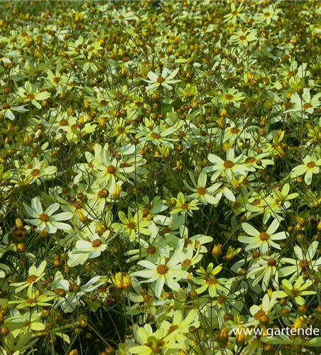 Coreopsis verticillata 'Moonbeam'