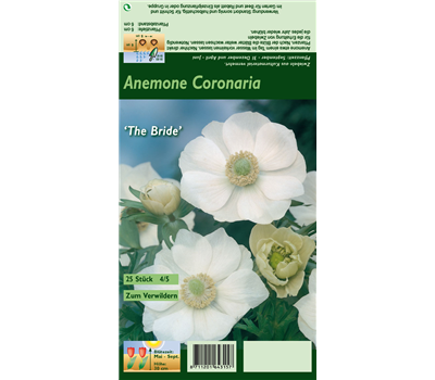 Kronen-Anemone 'De Caen The Bride'