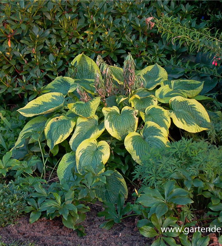 Blaue Gelbrand-Garten-Funkie 'Frances Williams'