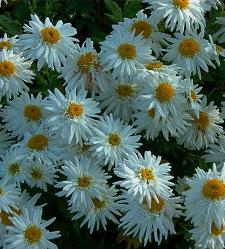 Chrysanthemum x hort.'Schneewolke'