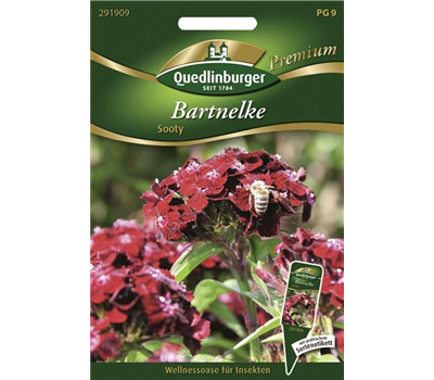 Bartnelkensamen 'Sooty'