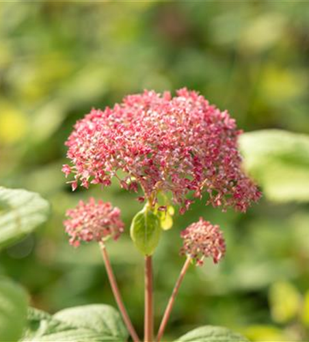 Ballhortensie 'Pink Annabelle'®