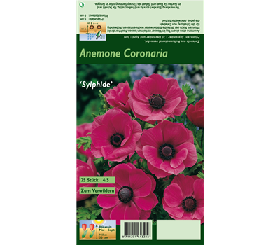 Kronen-Anemone 'Sylphide'