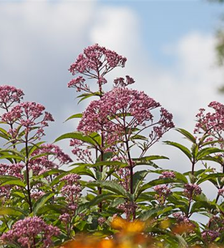 Eupatorium fistulosum 'Atropurpur.', gen.