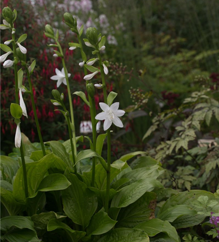 Duftende Garten-Lilien-Funkie 'Royal Standard'