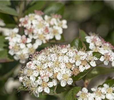 Apfelbeere 'Nero'