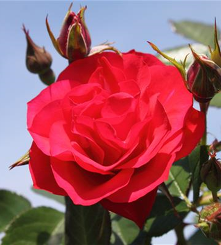 Beetrose 'Black Forest Rose'®