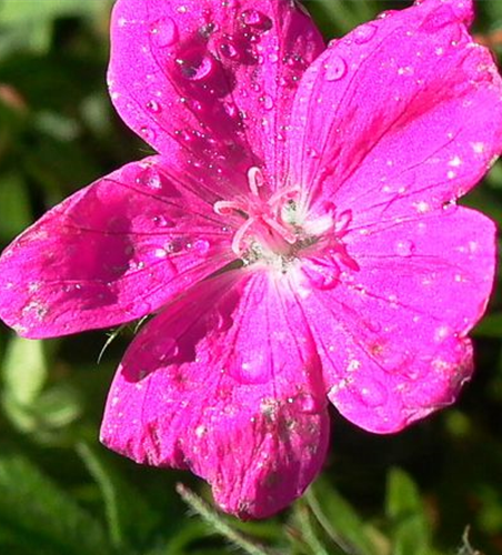 Garten-Blut-Storchschnabel 'Elsbeth'