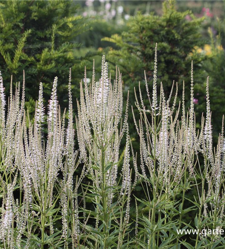 Garten-Kandelaberehrenpreis 'Diana'