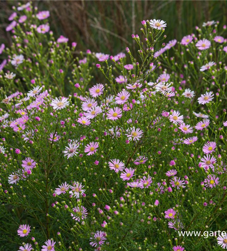 Garten-Myrten-Aster 'Esther'