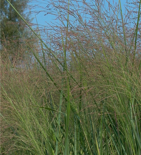 Garten-Ruten-Hirse 'Cloud Nine'