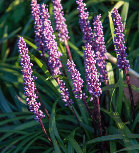 Garten-Glöckchentraube 'Ingwersen'