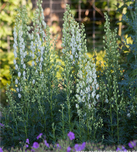 Garten-Eisenhut 'Schnewittchen'