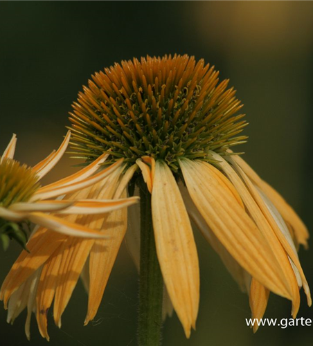 Garten-Scheinsonnenhut 'Harvest Moon'