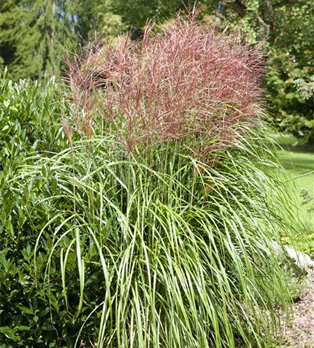 Garten-Chinaschilf 'Große Fontäne'