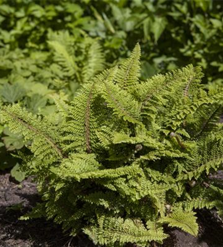 Garten-Flaumfeder-Filigranfarn 'Plumosum Densum'