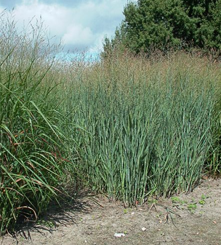 Garten-Ruten-Hirse 'Heavy Metal'