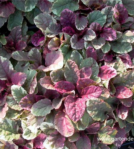 Garten-Günsel 'Burgundy Glow'