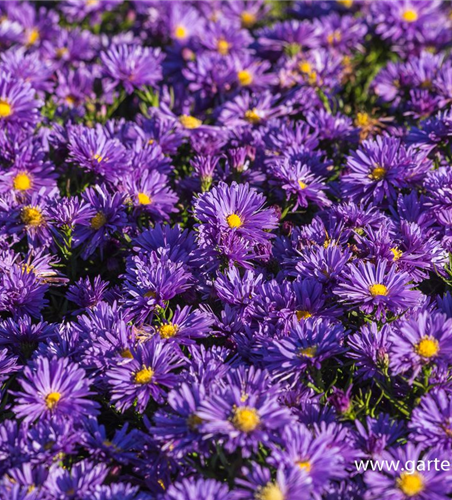 Garten-Kissen-Aster 'Blaue Lagune'