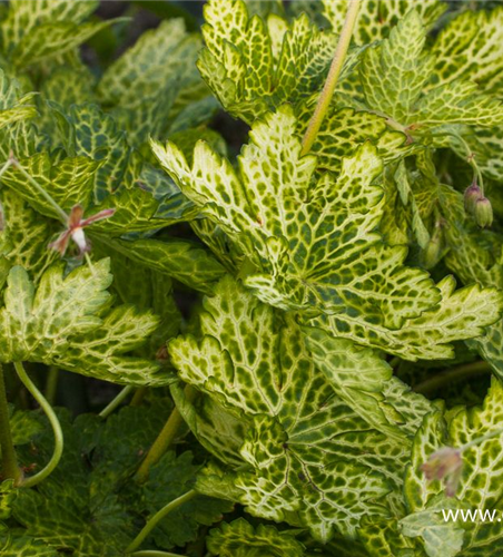 Geranium phaeum 'Conny Broe'