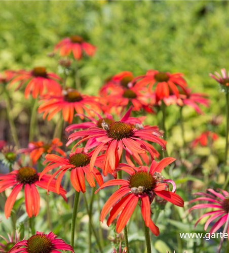 Garten-Scheinsonnenhut 'Tomato Soup'®