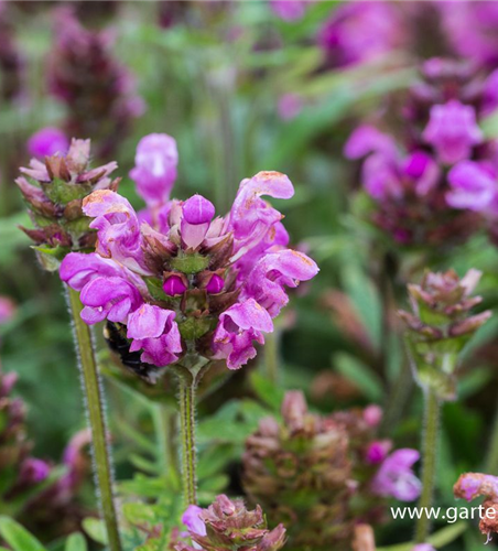 Großblütige Garten-Braunelle 'Bella Rose'