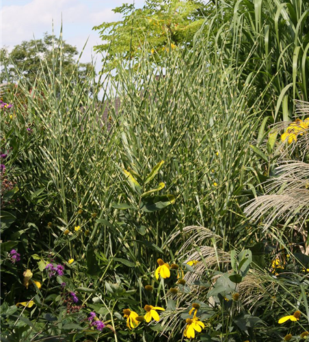 Garten-Zebraschilf