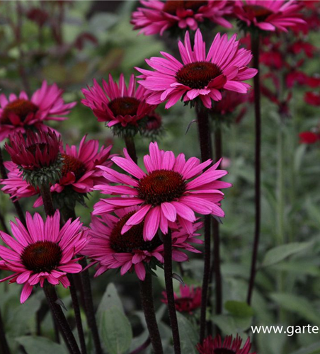 Garten-Scheinsonnenhut 'Fatal Attraction'®