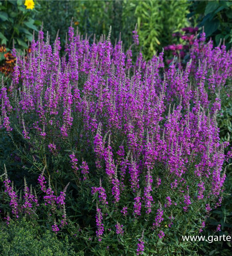 Garten-Blut-Weiderich 'Morden Pink'