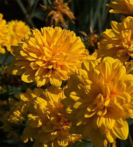 Garten-Stauden-Sonnenblume 'Loddon Gold'