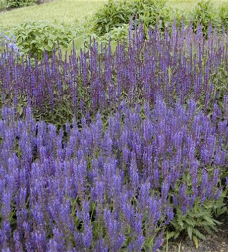 Garten-Blüten-Salbei 'Wesuwe'