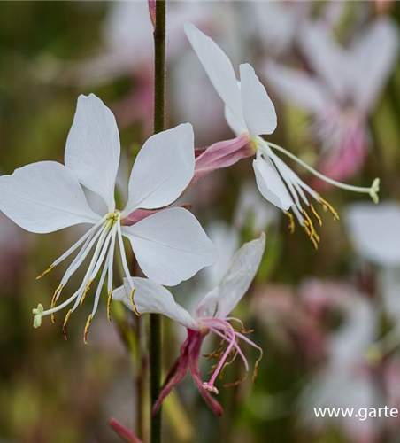 Gaura lindheimerii 'Whirling Butterflies'