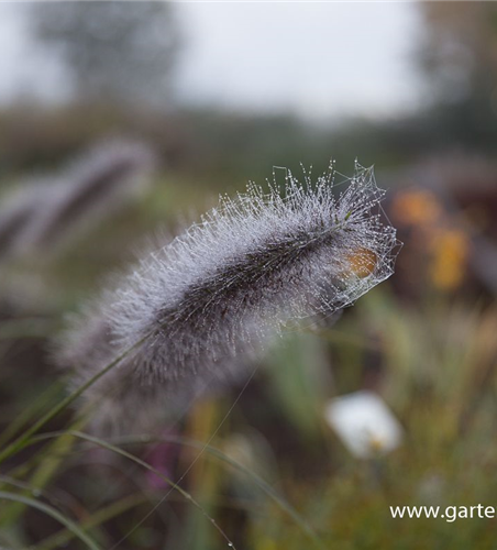 Garten-Federborstengras 'Cassian'