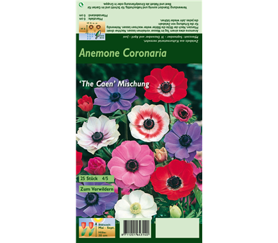 Garten-Anemone 'De Caen'