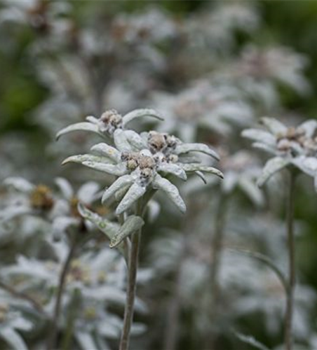 Garten-Edelweiß 'Matterhorn'