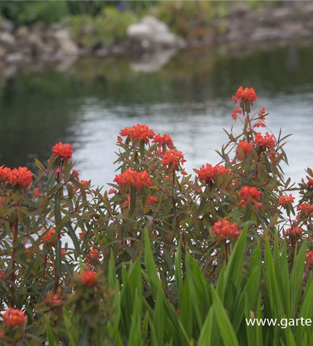 Garten-Wolfsmilch 'Fireglow'