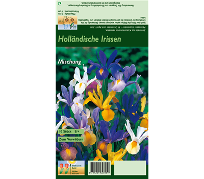 Holländische Iris