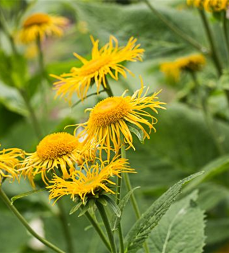 Inula magnifica