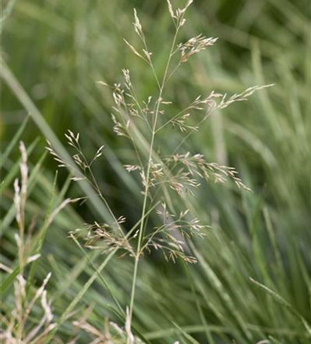 Garten-Schmiele 'Goldtau'