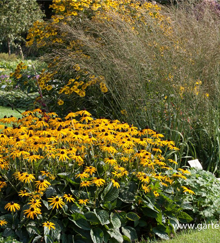 Hohes Garten-Pfeifengras 'Transparent'