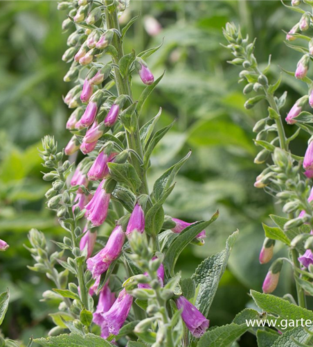 Garten-Fingerhut 'Gloxiniaeflora'