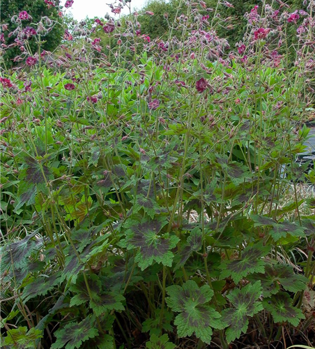 Geranium phaeum 'Samobor'